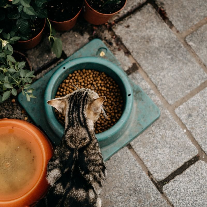 Alimento para gatos