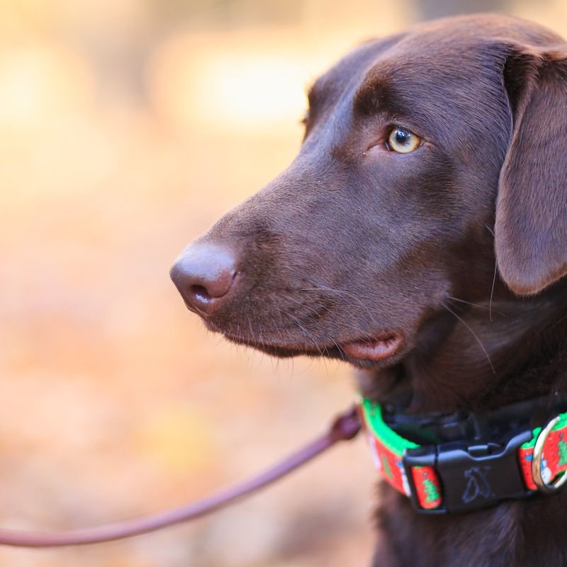 Collares y correas para mascotas