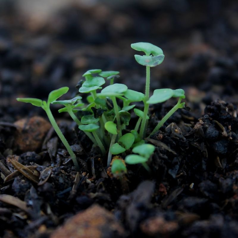Plantas y semillas